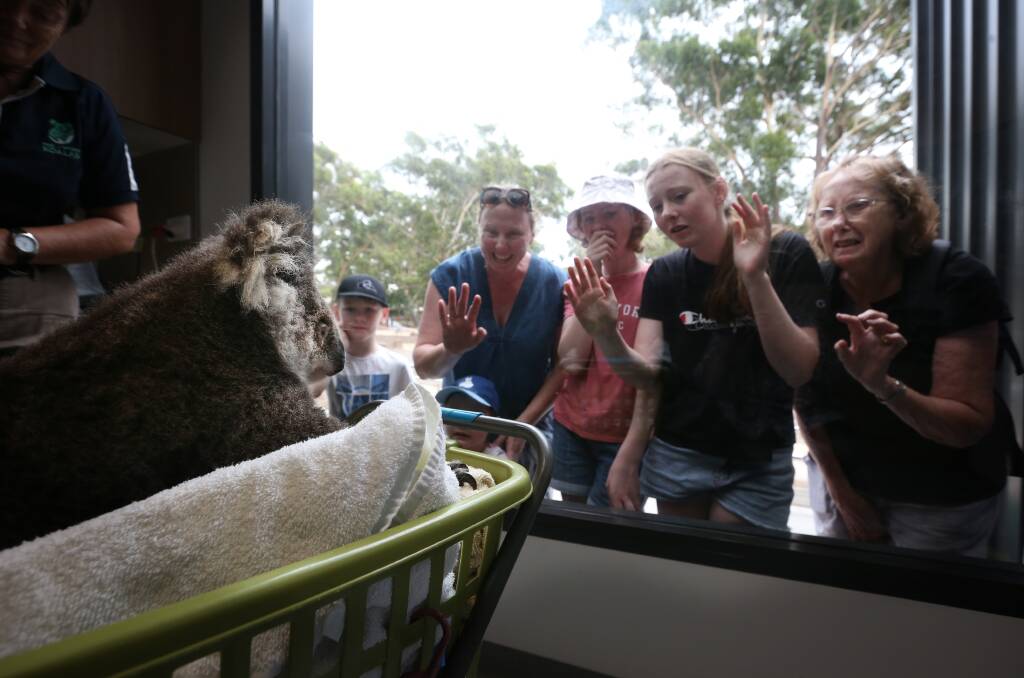 UP CLOSE: Visitors to the sanctuary peer through the viewing window at Verna. 