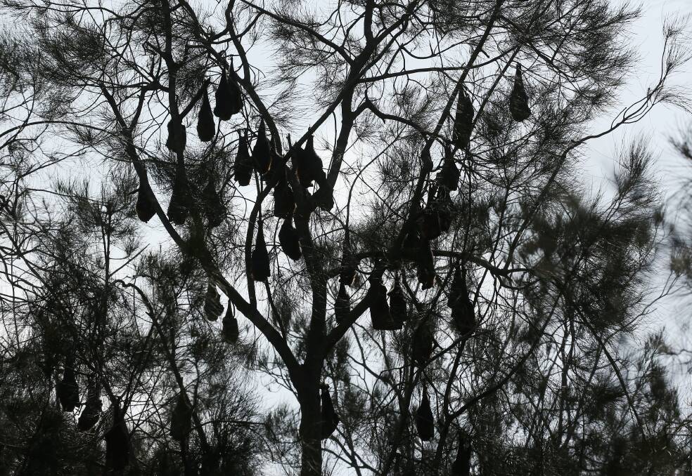 The colony of grey-headed flying foxes at Blackalls Park