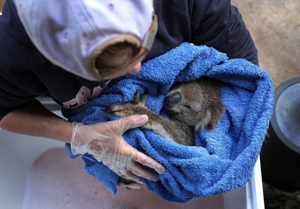 A volunteer bathes koala joey Nifty Latty in an old laundry tub. Picture: Simone De Peak