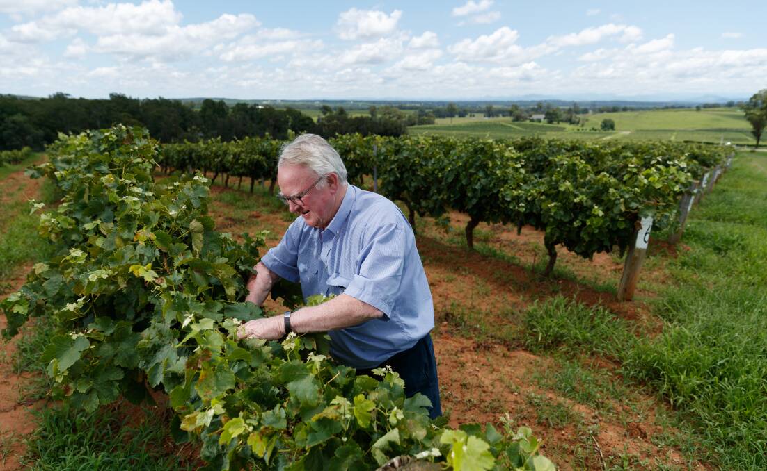 Bruce Tyrrell in one of the family's vineyards at Pokolbin. Picture: Max Mason-Hubers