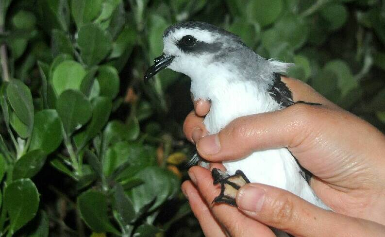 White-faced storm petrel. Picture: National Parks & Wildlife Service