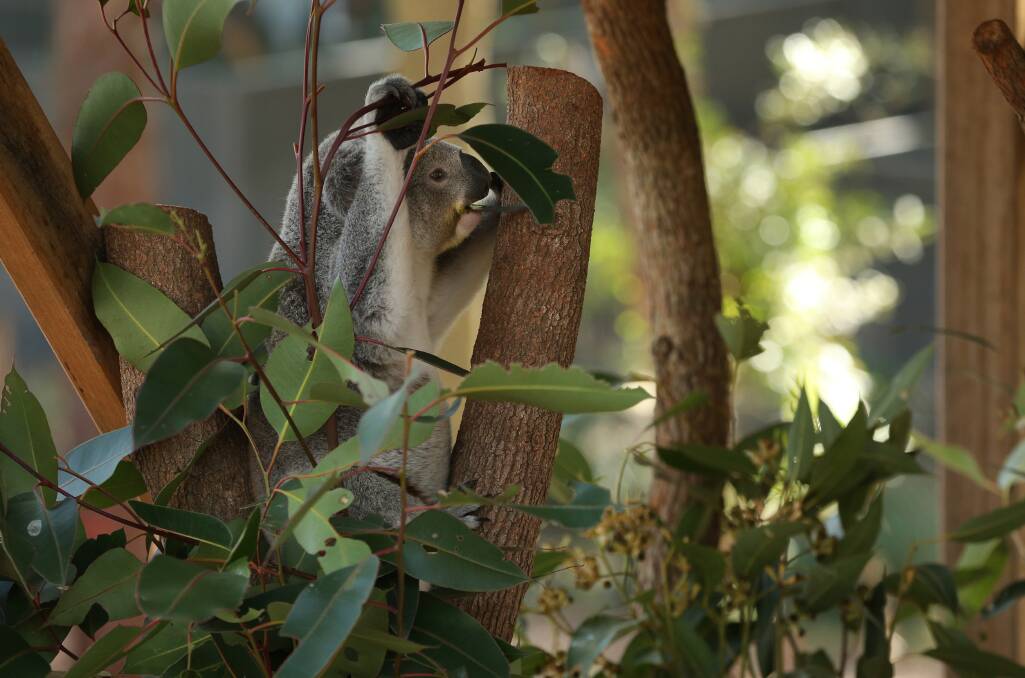 FUTURE: Patu, a koala joey who has spent all his life in the sanctuary after his mother was rescued from a fire, is to be part of a breeding program. 