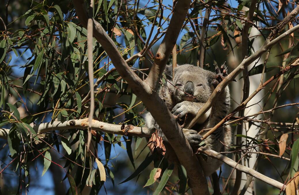 Eila, a koala badly burnt in 2018, at the sanctuary. Picture: Simone De Peak