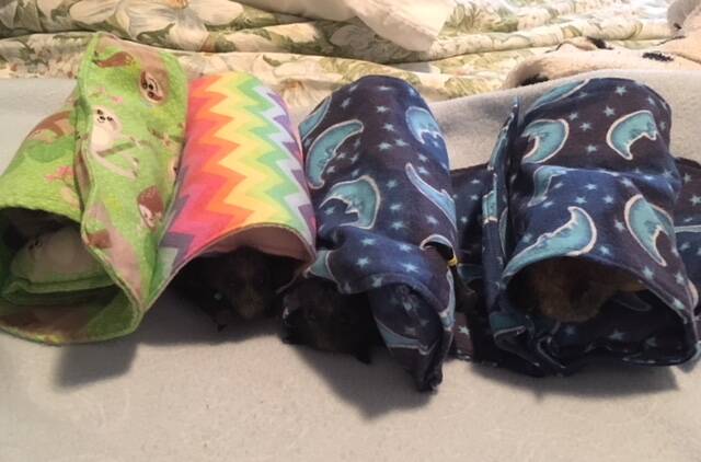 Rescued flying foxes wrapped up to cool them down. Picture: Courtesy, Ann Morgan