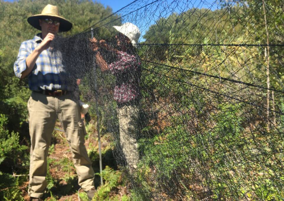 Hunter Bird Observers Club members Rob Kyte and Greg Little erect a mist net in the scrub on a flight path in the hope of catching birds on Broughton Island. Picture: Scott Bevan