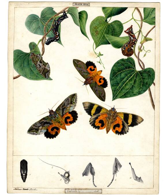 Illustrations by the Scott sisters. Picture: Courtesy, Australian Museum