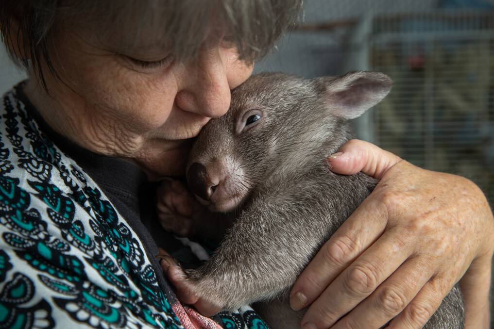 Judith Hopper with a little wombat. Picture: Marina Neil 