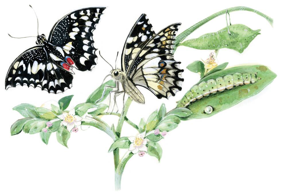 Ash Island butterfly illustration by Rosie Heritage: Picture: Courtesy, Rosie Heritage