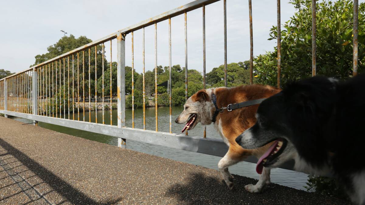A couple of dogs on the footbridge over Throsby Creek, heading to Islington Park. Picture: Simone De Peak