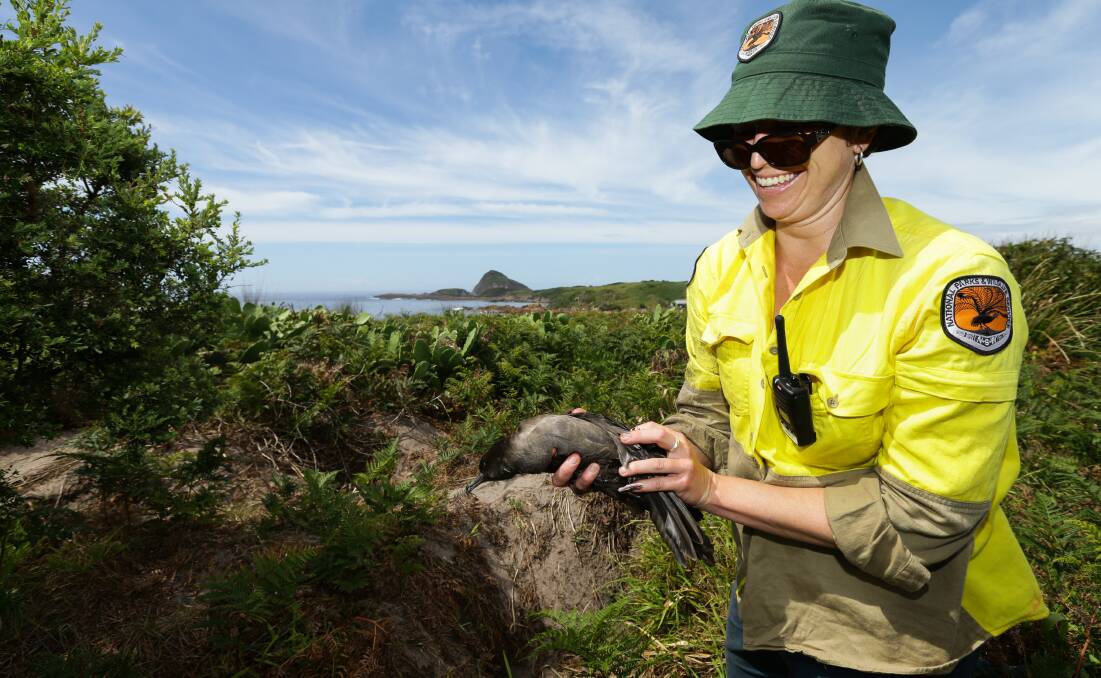 Susanne Callaghan holds a wedge-tailed shearwater, or muttonbird. Picture: Jonathan Carroll