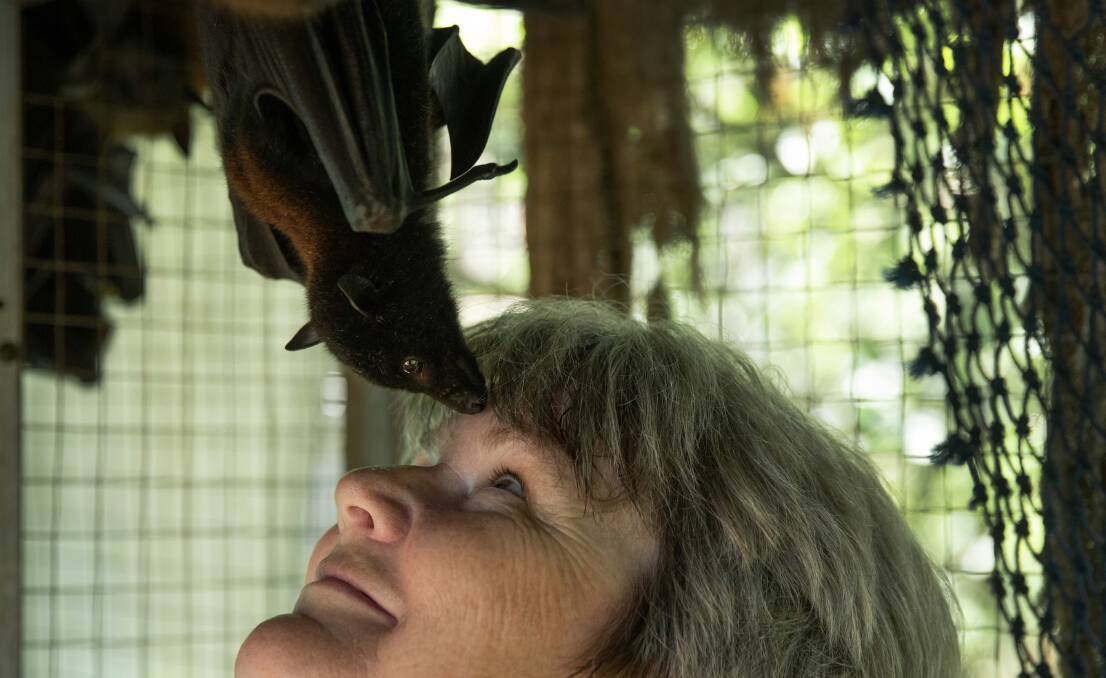 Judith Hopper with a rescued flying fox, in the backyard aviary. Picture: Marina Neil