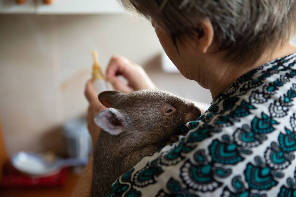 Judith Hopper feeding Bill'san, the wombat. Picture: Marina Neil