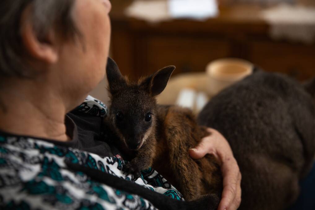 Judith Hopper with a swamp wallaby. Picture: Marina Neil