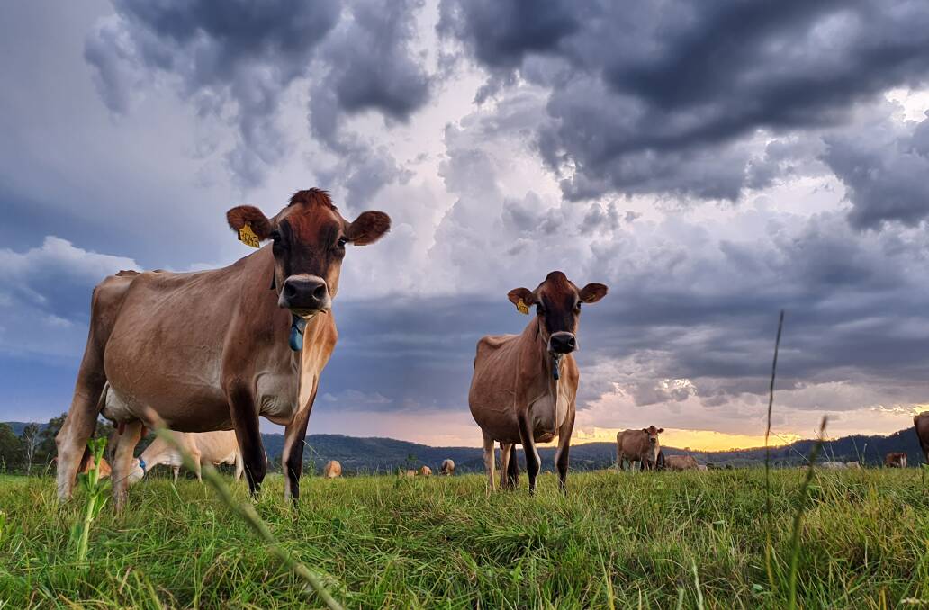 STORMY SKIES: Cows on the Vacy property of dairy farmer and photographer David Williams. Picture: Courtesy, David Williams 