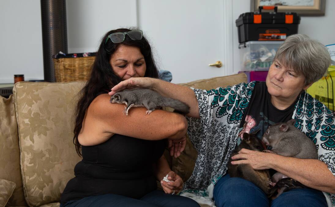 Wildlife carer Michelle Bowen with Kunama, the sugar glider, while Judith Hopper nurses Erland, the wallaby, and Bill'san, the wombat. Picture: Marina Neil