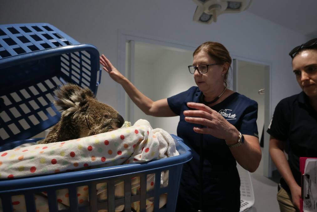 Nurse Zoe Bradley and curator Alex Cross check on new arrival Toohey. Picture: Simone De Peak