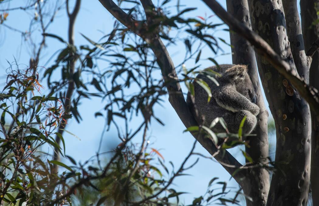 ICON: A koala on a property at Brandy Hill, near the rock quarry site. Picture: Marina Neil