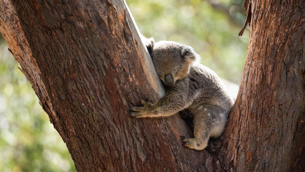ICON: One of the marsupial residents snoozing in an enclosure at the new Port Stephens Koala Sanctuary. Pictures: Marina Neil