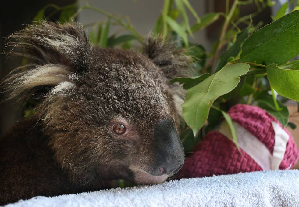 Kai, an eight-year-old koala who is receiving treatment for a fungal infection. Picture: Simone De Peak