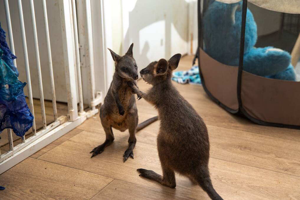 Young swamp wallabies, Erland and Lorelle, who are being cared for by Judith Hopper, in her lounge room. Picture: Marina Neil 