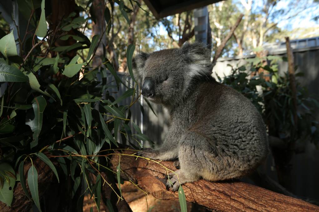 Clarence, the blind koala, at the sanctuary. Picture: Simone De Peak
