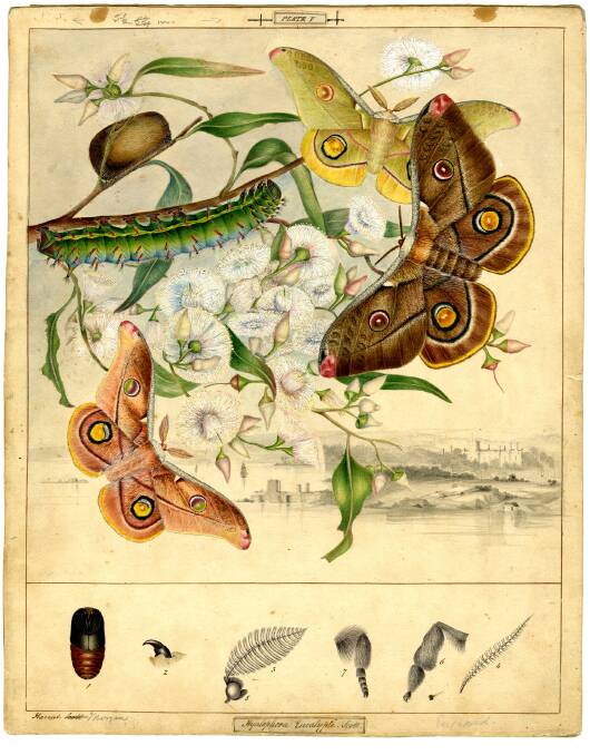 Scott sisters' illustrations of butterflies. Picture: Courtesy, Australian Museum