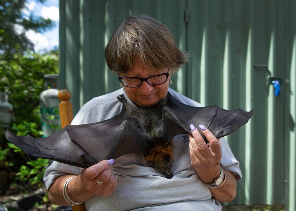 Wildlife carer Bev Marsh with Neville the flying fox. Picture: Marina Neil