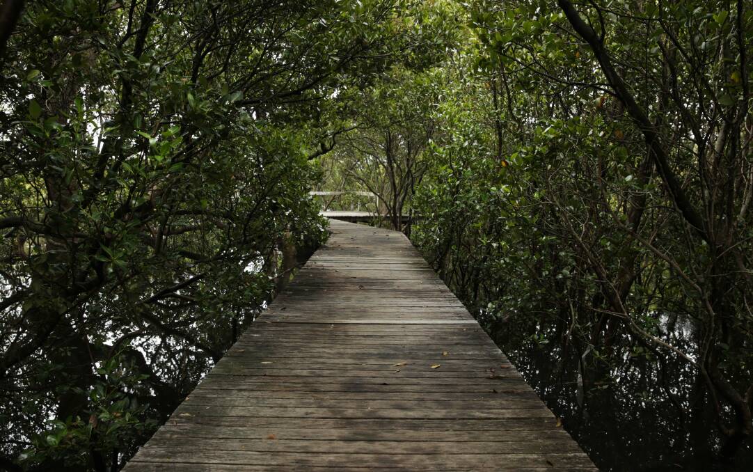 Boardwalk among the mangroves, Carrington. Picture: Simone De Peak