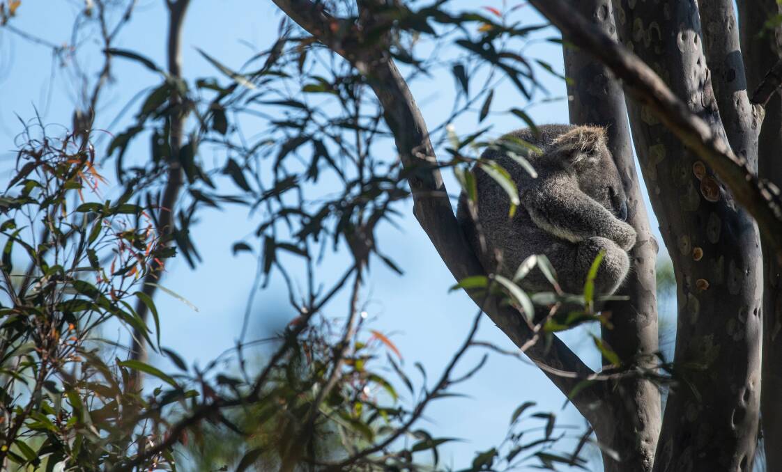 NEIGHBOUR: A koala sleeps in a tree on the Brandy Hill property of Leslie and Phil Moore.