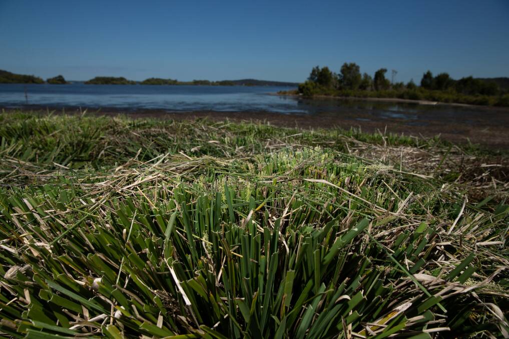 The cut lomandra at Swansea and, in the background, the island where council officer Graham Prichard said trees had been felled and burnt. Picture: Marina Neil