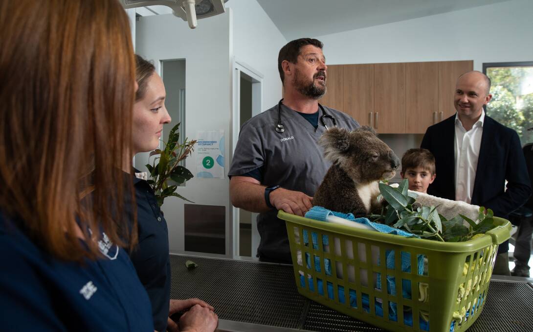 Veterinary surgeon Donald Hudson with Jax, a long-time koala resident, as Environment Minister Matt Kean watches on. Picture: Marina Neil