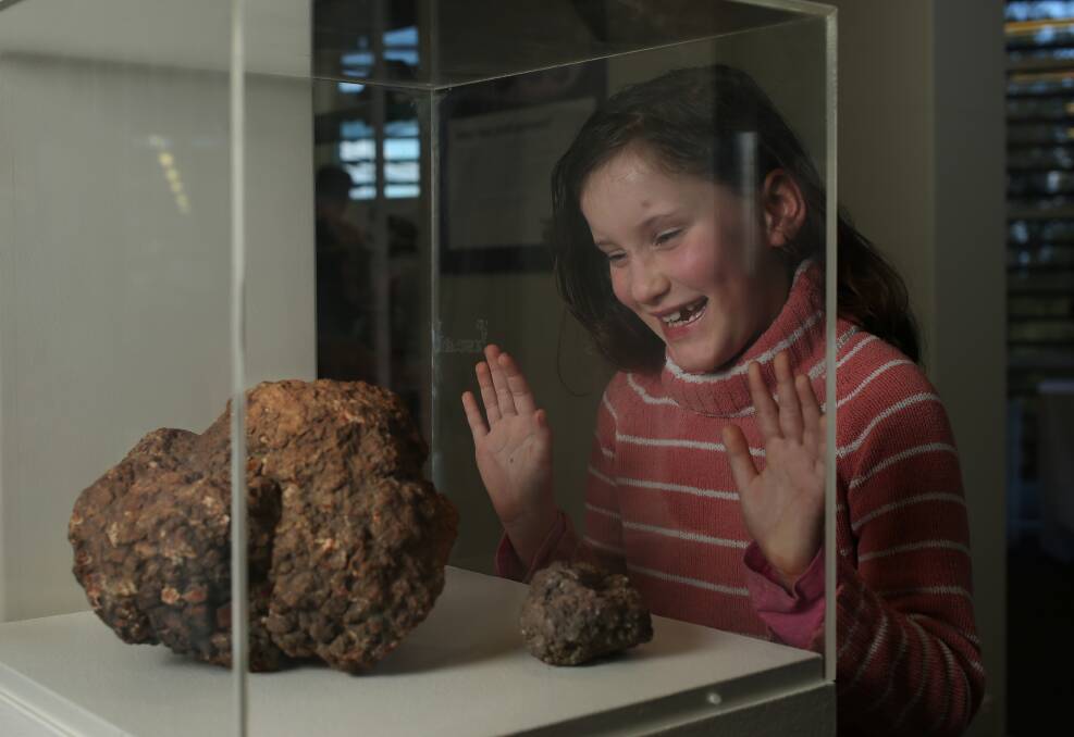 FASCINATION: Claudia Bateman, aged 8, looks at the coprolite, or the fossilised faeces of dinosaurs, on display. 