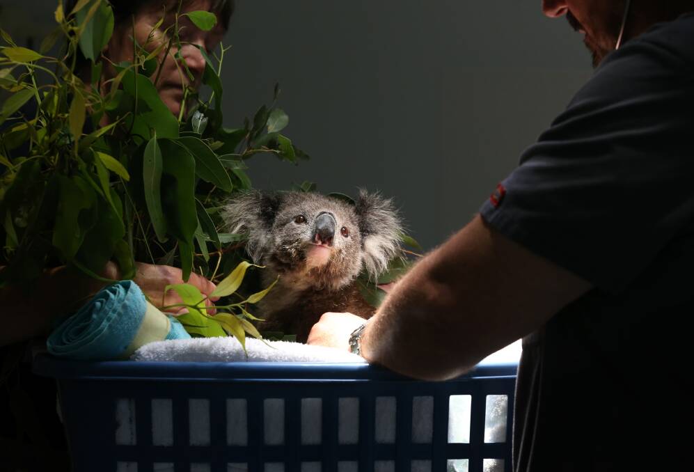 Willow Sky receives a check up from Dr Donald Hudson, right, while volunteer and senior carer Heather Forbes helps settle the koala. Picture: Simone De Peak