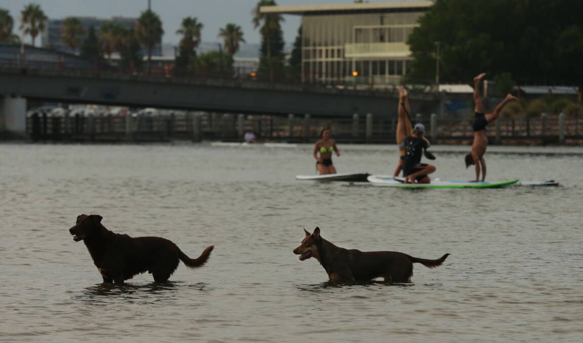Dogs in the shallows off the Carrington shore, with the SUP (stand up paddle board) yoga devotees in the background. Picture: Simone De Peak