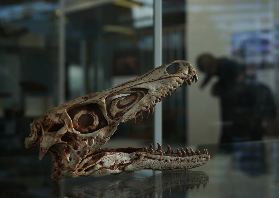 PREHISTORIC: A cast replica of a velociraptor's skull on display at the exhibition.