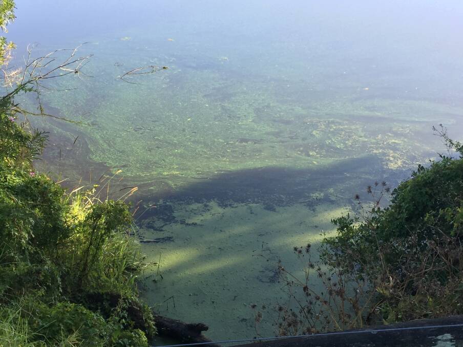 SURFACE WORRY: A slick on the river that farmer Janelle Spearpoint believes is blue-green algae. Picture: Supplied