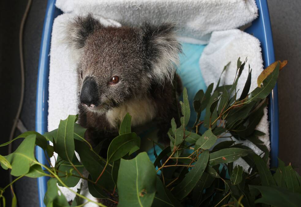 Willow Sky, the koala, waiting for her health check. Picture: Simone De Peak