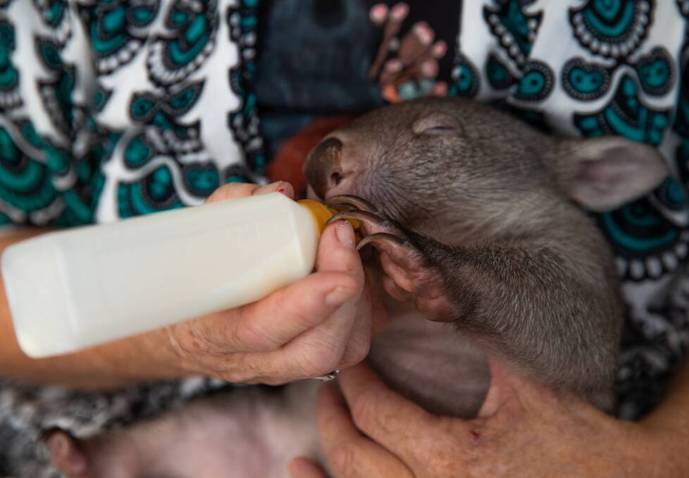 Judith Hopper feeds a wombat. Picture: Marina Neil