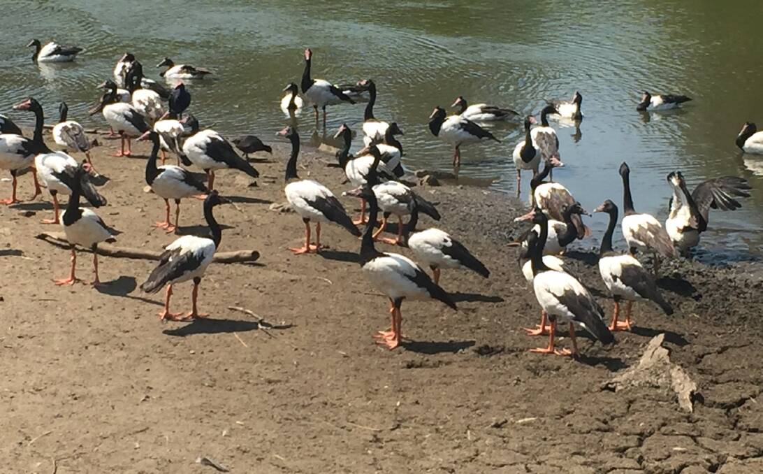 Bird life on the shores of a pond at the Hunter Wetlands Centre. Picture: Scott Bevan