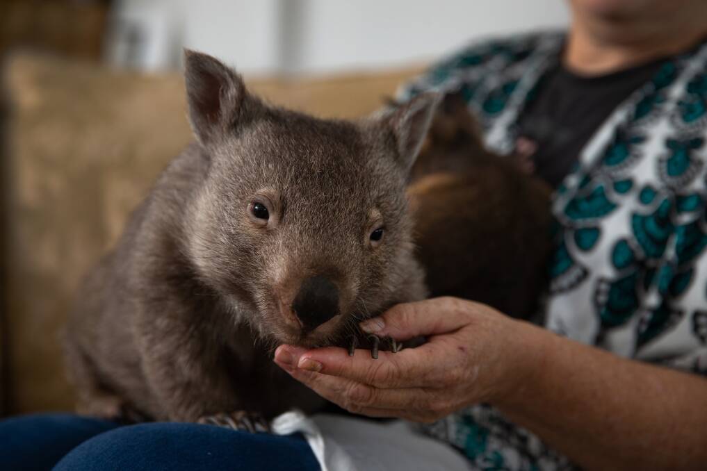 Judith Hopper nurses a young wombat. Picture: Marina Neil