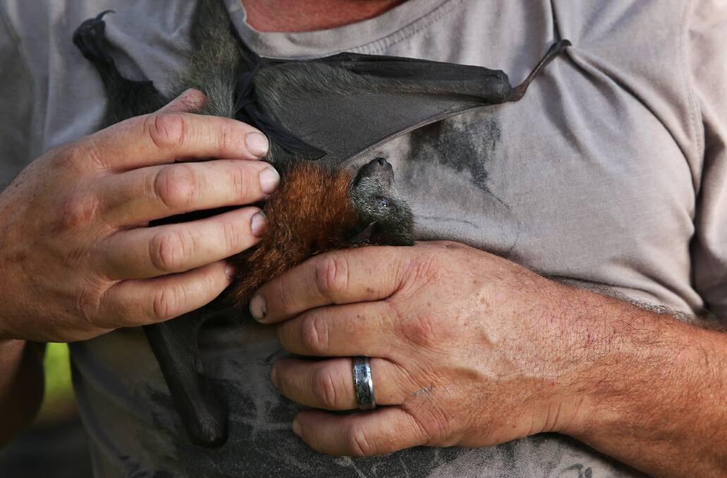 Eliza, the young grey-headed flying fox, on the chest of Scott Mossman. Picture: Simone De Peak