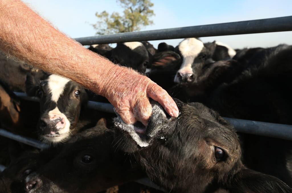 Bluey Watkins feeds a calf on his farm. Picture: Simone De Peak