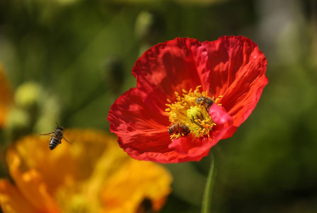 Bee-attracting flowers in Civic Park. Picture: Marina Neil
