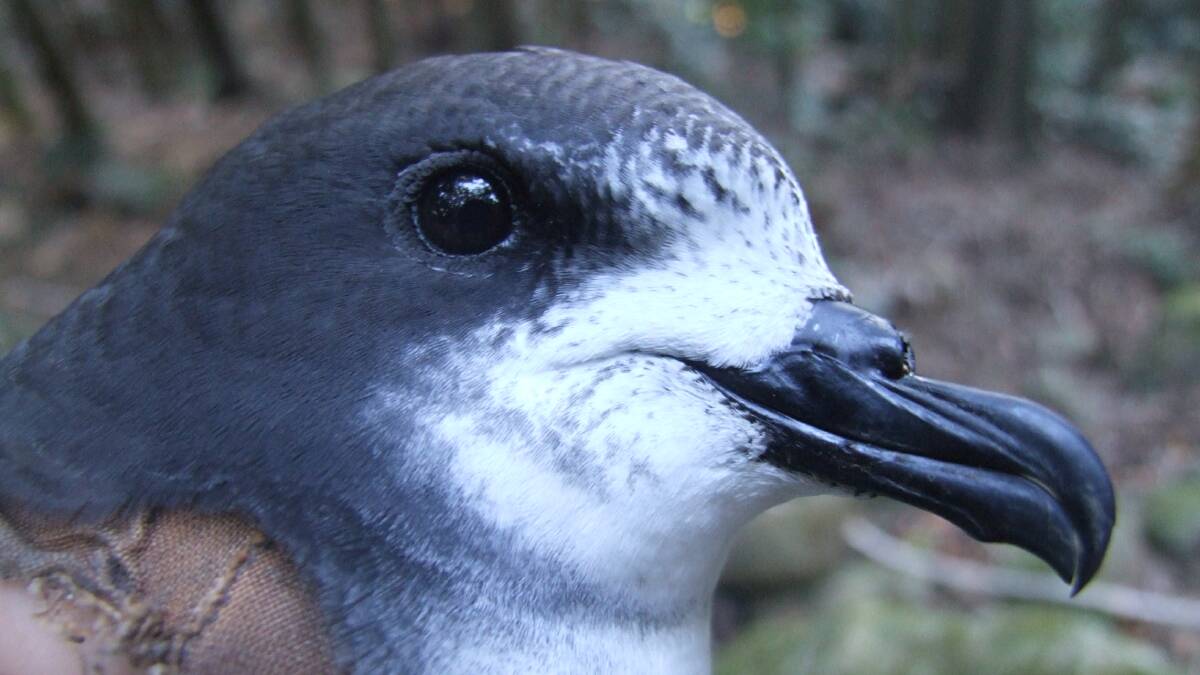 A Gould's petrel, photographed on nearby Cabbage Tree Island. Picture: Supplied