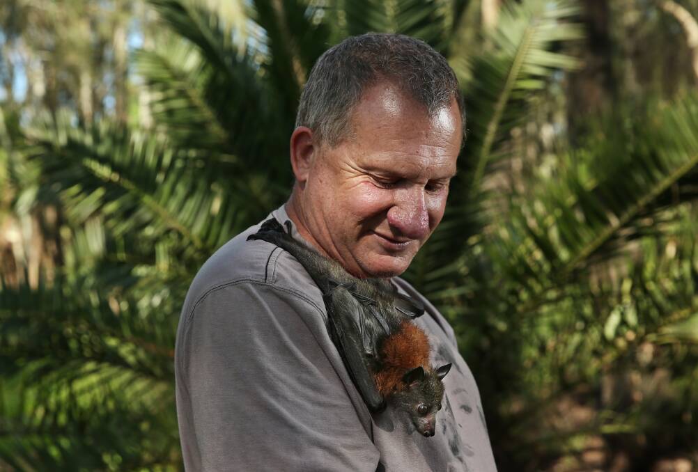 Scott Mossman holds Eliza, a young flying fox he is helping care for after she was rescued at Blackalls Park. Pictures: Simone De Peak