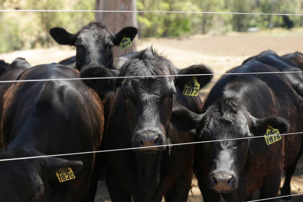 Cattle on Peter Lawrence's property. Picture: Simone De Peak