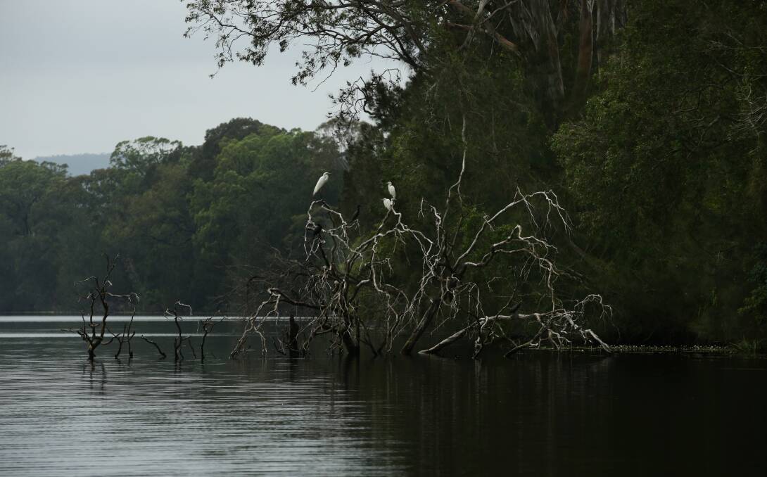 Birds on a dead, fallen tree in the Williams River. Picture: Simone De Peak