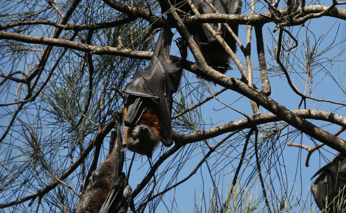 SURVIVORS: Grey-headed flying foxes hanging from trees at Blackalls Park. 