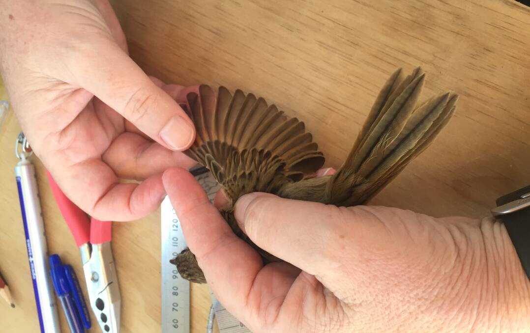 Team members measure the wing of a tawny grassbird, as part of the banding and data collection program on Broughton Island. Picture: Scott Bevan