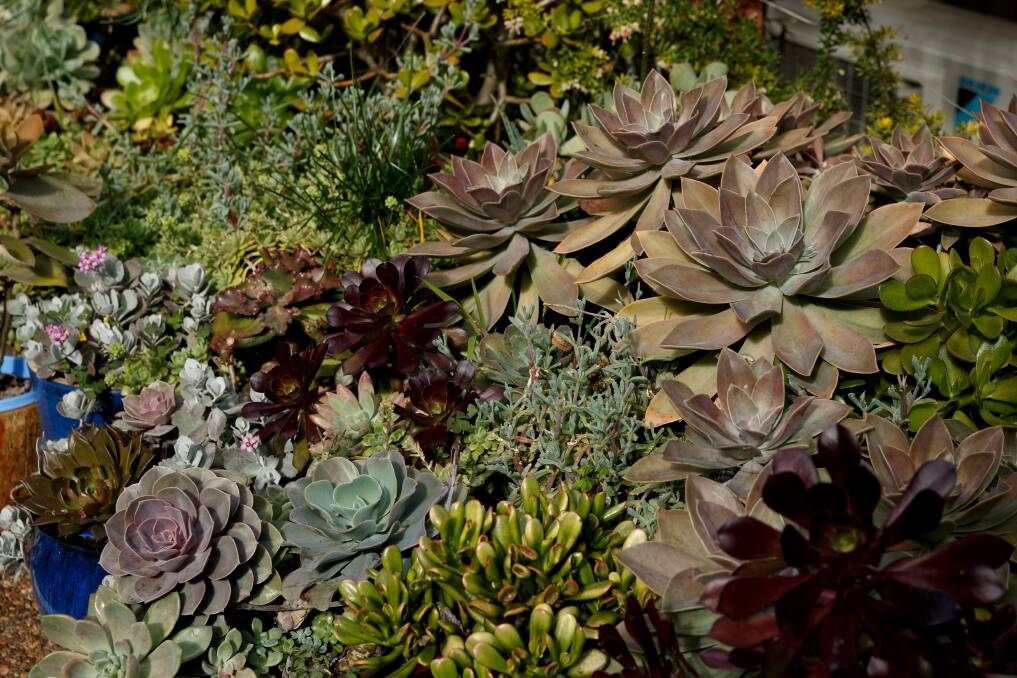 Pam Le Messurier's collection of succulent plants. Picture: Max Mason-Hubers